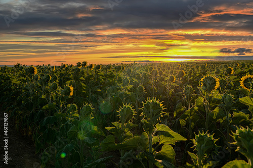 Back view of sunflowers heading towards the sun at sunrise