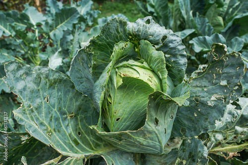 Green leaky cabbage leaves damaged by cabbage butterfly. Negative impact of insects while growing vegetables. Problems of gardening