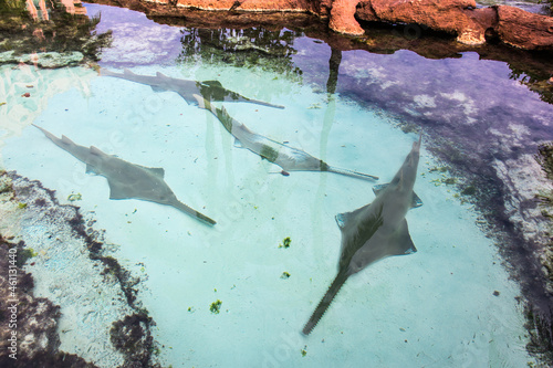 A group of Bahamas sawsharks in shallow waters seeing them above with white sand in Bahamas.