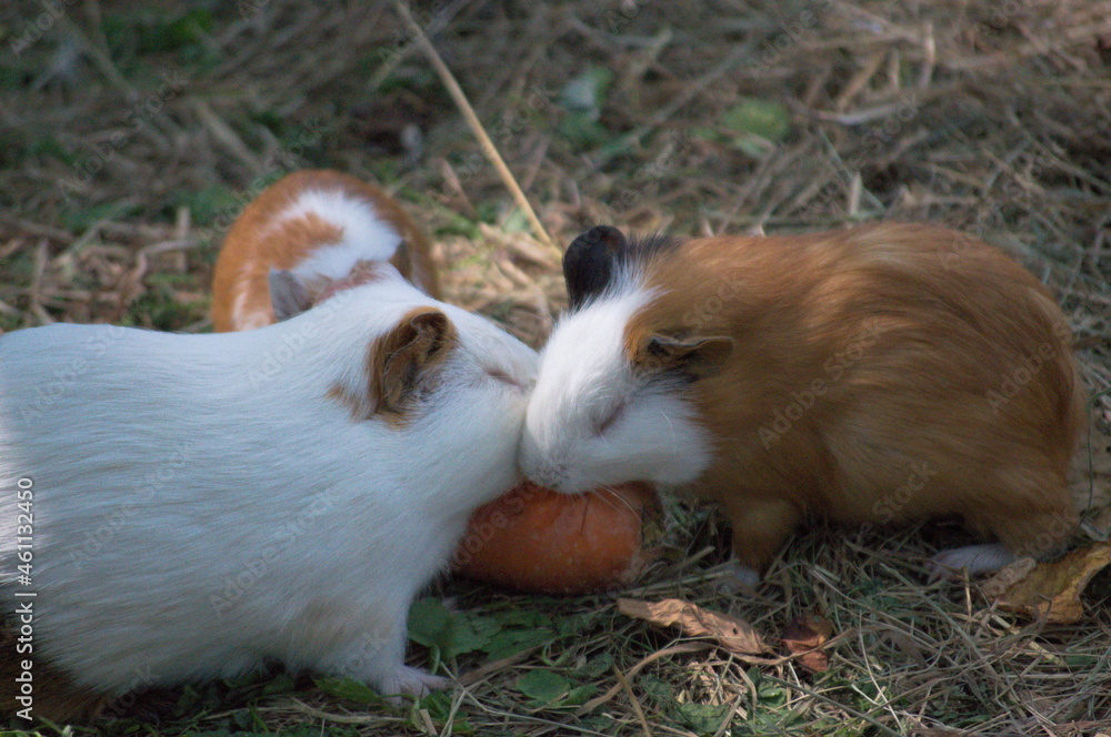 Fototapeta premium Two hamsters sharing a carrot for eat