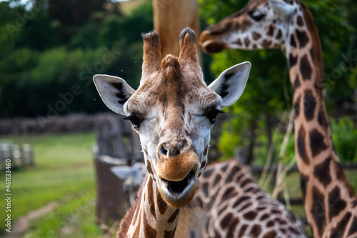 giraffe in the zoo © Jiri