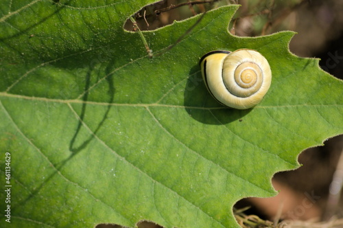 A white snail on a big green leaf