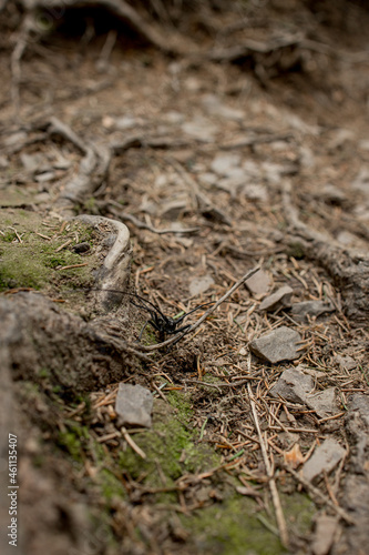 Close up of a black beetle on forest ground