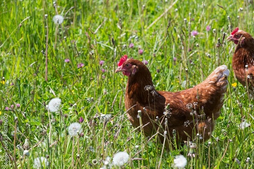 Huhn auf Wiese