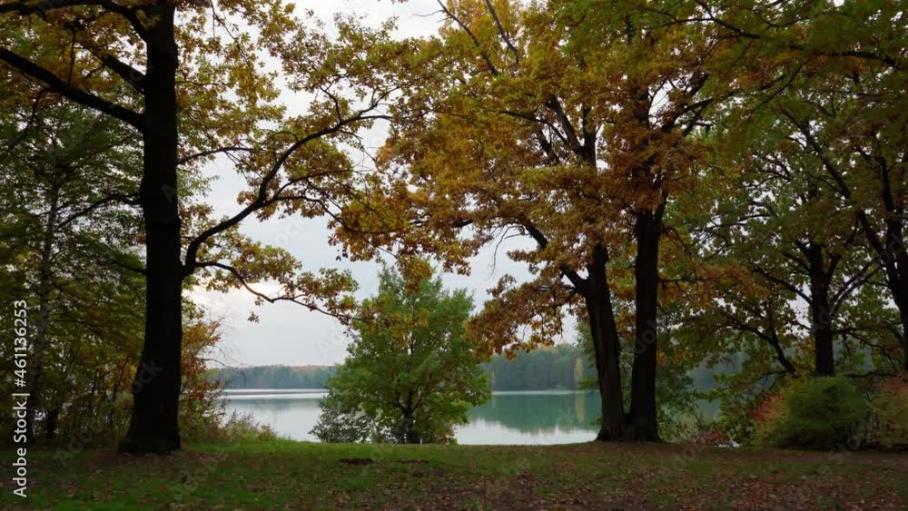 Autumn. Panorama of an oak grove on the lake shore covered with yellow leaves Autumn. Panorama of an oak grove on the lake shore covered with yellow leaves