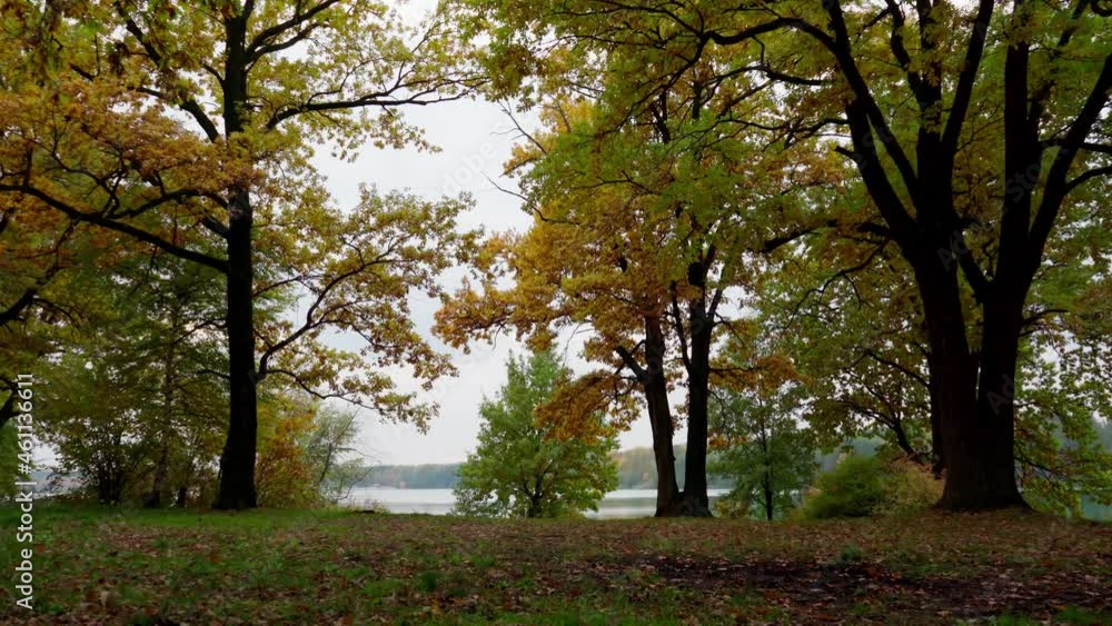 Autumn. Panorama of an oak grove on the lake shore covered with yellow leaves Autumn. Panorama of an oak grove on the lake shore covered with yellow leaves