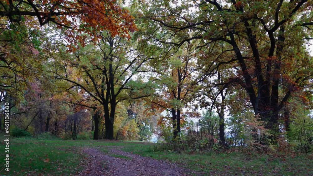 Autumn. Panorama of an oak grove on the lake shore covered with yellow leaves Autumn. Panorama of an oak grove on the lake shore covered with yellow leaves