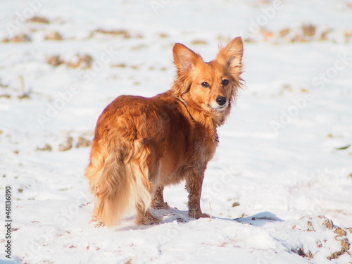 Pudy mały pies na śniegu patrzący na fotografa
