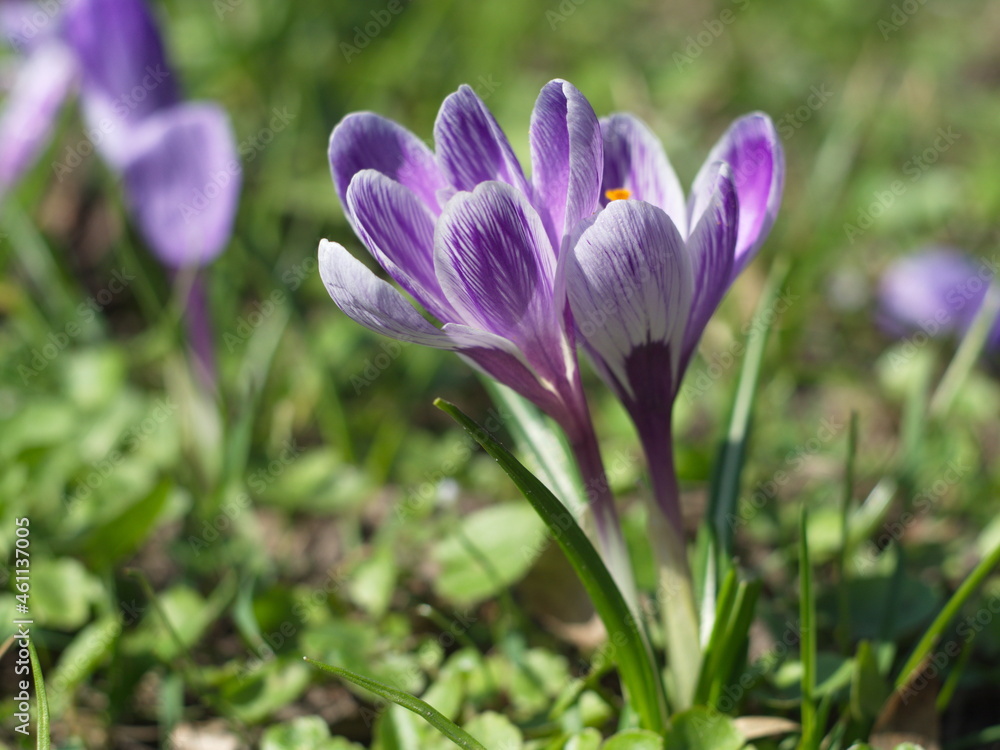 Krokus Krokus