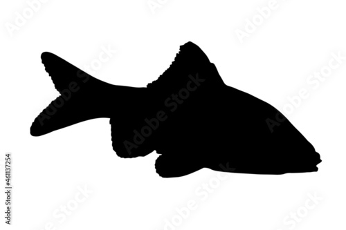 Sumatran Barbell, Puntigrus Tetrazona, Tropical Aquarium Fish, Freshwater Aquarium, Detailed Realistic Silhouette