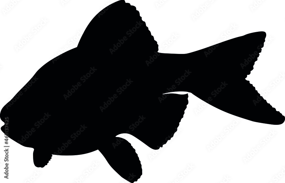 Sumatran Barbell, Puntigrus Tetrazona, Tropical Aquarium Fish, Freshwater Aquarium, Detailed Realistic Silhouette Sumatran Barbell, Puntigrus Tetrazona, Tropical Aquarium Fish, Freshwater Aquarium, Detailed Realistic Silhouette