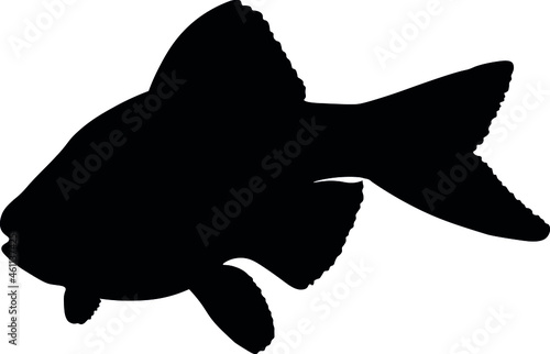 Sumatran Barbell, Puntigrus Tetrazona, Tropical Aquarium Fish, Freshwater Aquarium, Detailed Realistic Silhouette photo