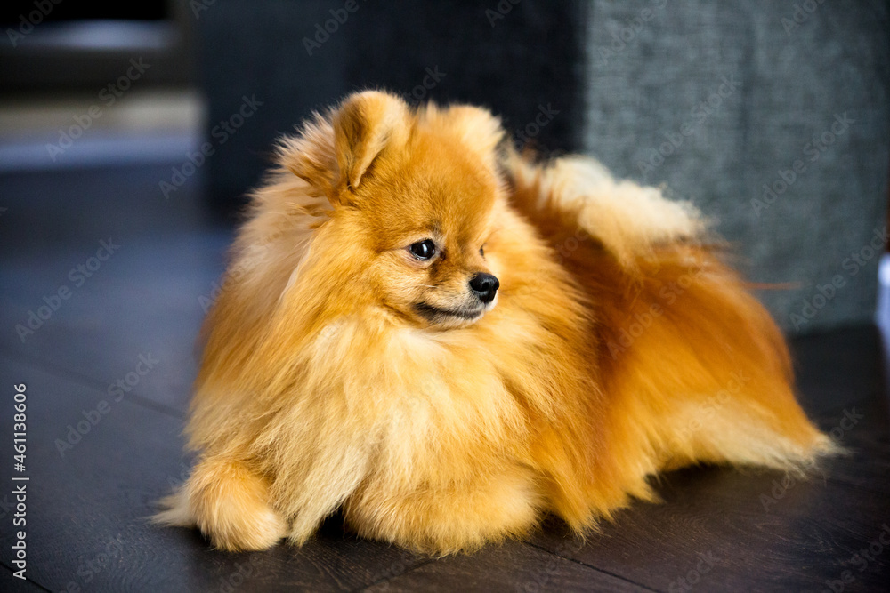 cute adult orange pomeranian dog lie on the dark wooden floor indoor and look to the side cute adult orange pomeranian dog lie on the dark wooden floor indoor and look to the side