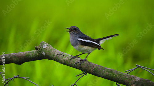 Beautiful with an oriental magpie robin nature © Shah425