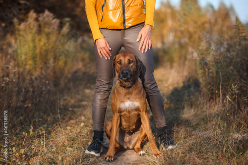 Rhodesian ridgeback sits in the legs of a trainer girl in the autumn field photo