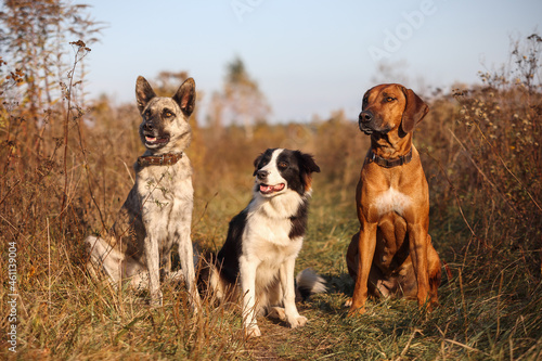 Photography Three dogs Rhodesian Ridgeback, Border Collie and Hollandse herder sit in an aut