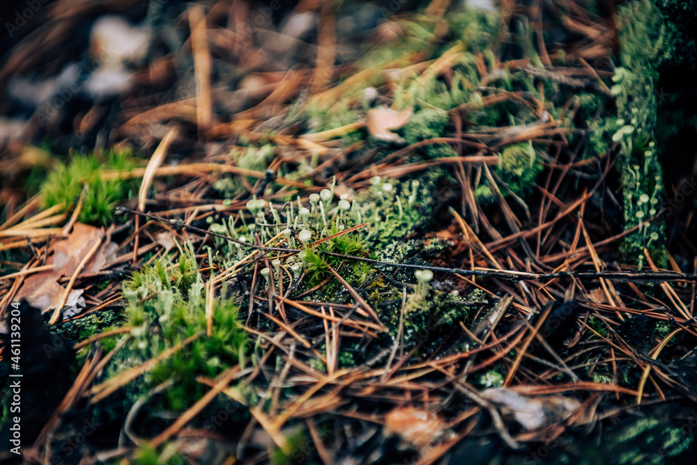 moss on the ground moss on the ground