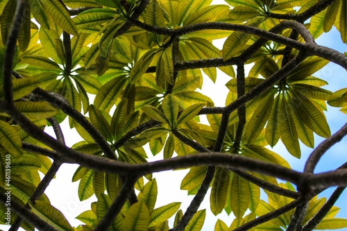 Leaves against the sky