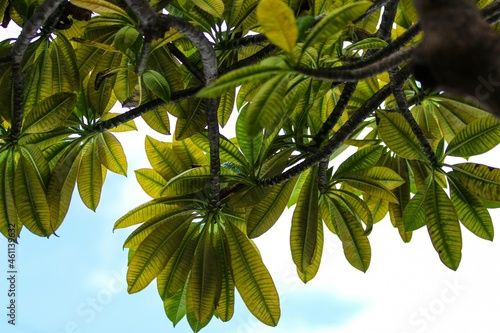 Green leaves against the sky