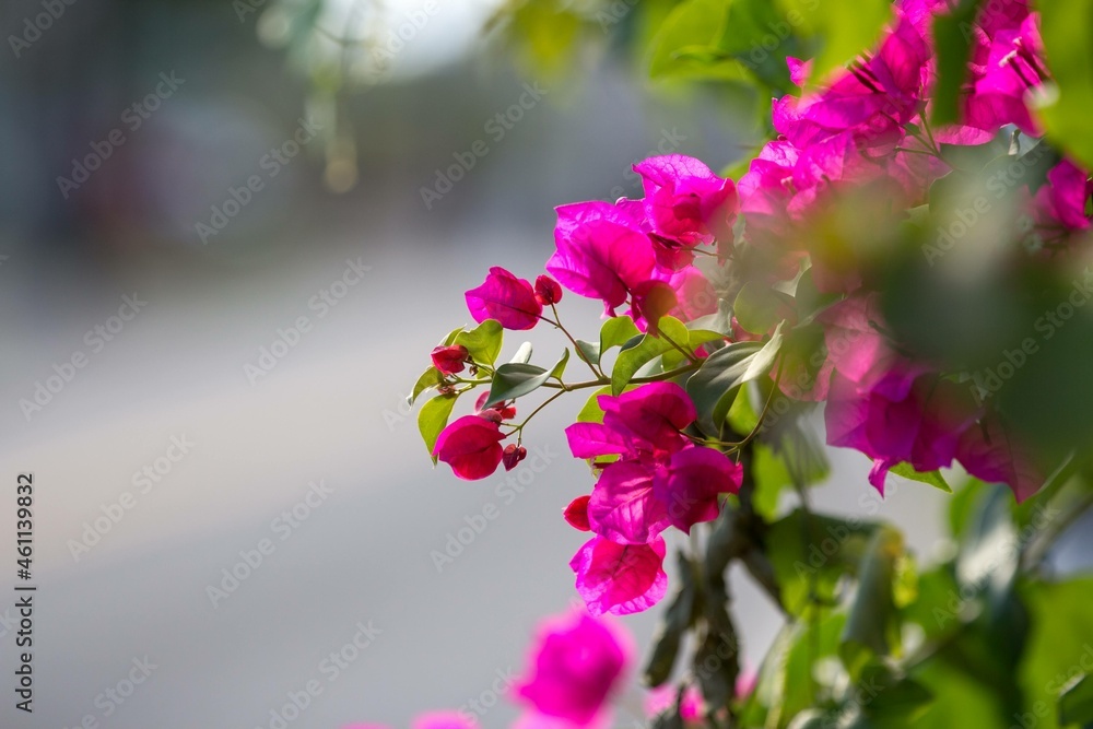 Obraz premium flowers in the garden