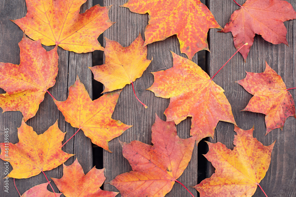 Colorful bright fallen maple leaves on a wooden bench. Autumn ideas. The concept of nature.