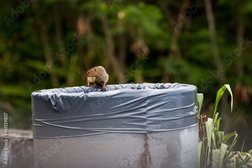 Mongoose digging in trash