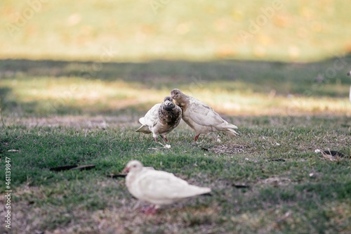 Two doves in love