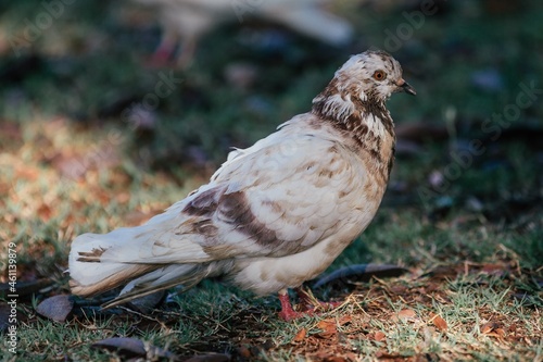 dove in the grass