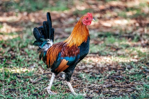 A rooster in the park