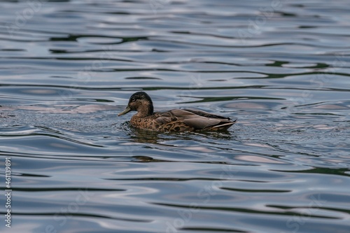 Duck swimming in the pond