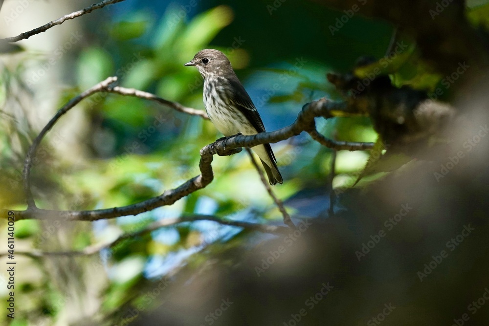 grey streaked flycatcher in the forest grey streaked flycatcher in the forest