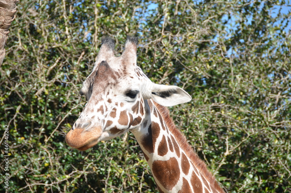 Have you ever seen a baby giraffe up close? Have you ever seen a baby giraffe up close?