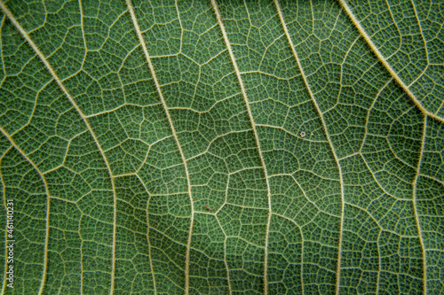 Fresh teak leaf texture, Leaf background