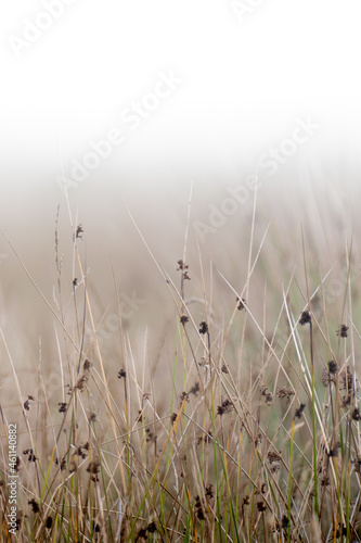 Long grass up close in English meadow with diffused background