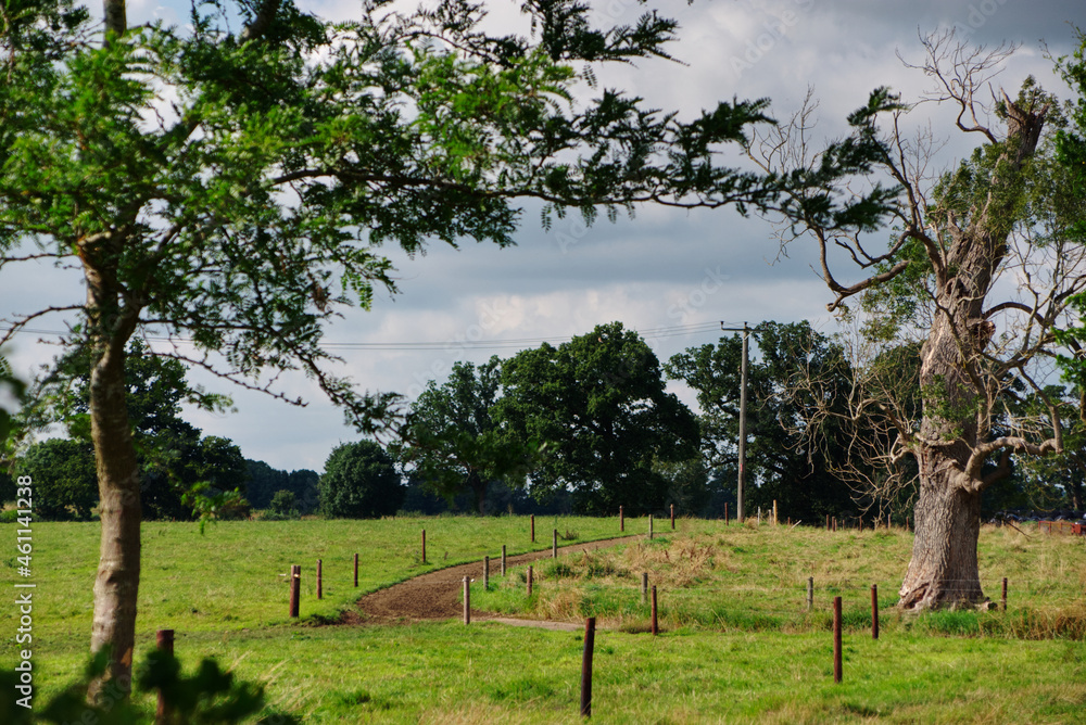 Fototapeta premium landscape, road through the field, green grass and old tree, countryside, summer