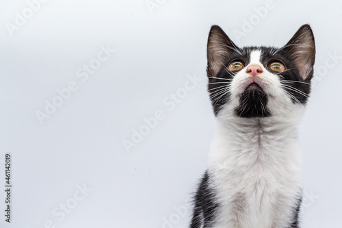 Black and white small cat on white background. Small pets. Domestic felines
