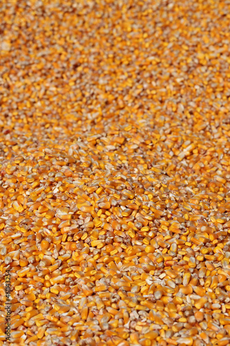 Corn background, heap of corn crop after harvest, selective focus