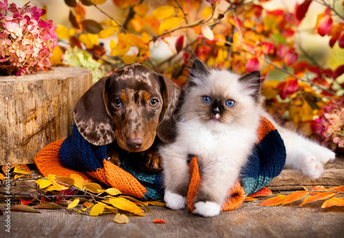 cat and dog, dachshund puppy chocolate merle color and White kitten