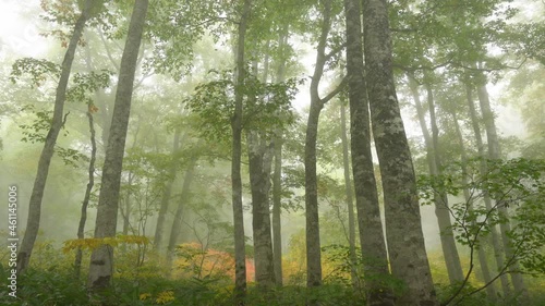 Wallpaper Mural 色づき始めた霧のブナ林 Torontodigital.ca