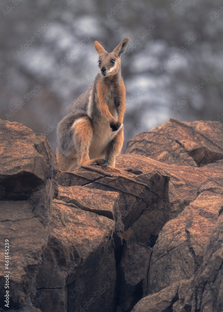 Naklejka premium Yellow-footed rock wallaby (Petrogale xanthopus) standing on rock outcrop with tree in background