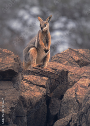 Yellow-footed rock wallaby  Petrogale xanthopus  standing on rock outcrop with tree in background