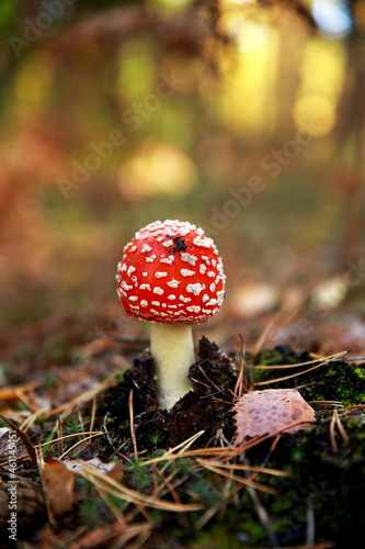 fly agaric in the forest
