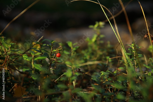 Red berry in the forest