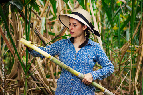 Peasant woman in Latin America, peeling a sugar cane in the fields of Peru. harvesting sugar cane in the field