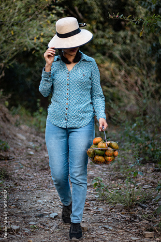 Latin woman, peasant. harvesting oranges. fruits of the field woman in the field. agricultural latina. fruit trees, field. in the path. happy. showing his harvest.