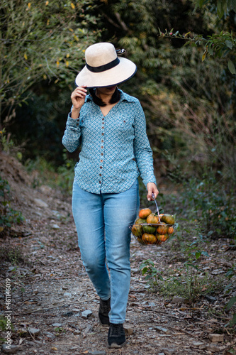 Latin woman, peasant. harvesting oranges. fruits of the field woman in the field. agricultural latina. fruit trees, field. in the path. happy. showing his harvest.