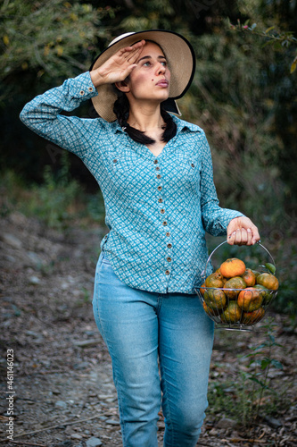 Latin woman, peasant. tired, exhausted, picking oranges. fruits of the field woman in the field. agricultural latina. fruit trees, field. in the path. happy. showing his harvest.