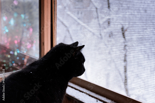 Black cat on window with unfocused winter landscape and reflection of the Christmas tree in the window
