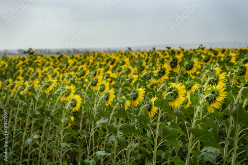 Huge field of sunflowers back view. Field with sunflowers against the sky, blurred background. Large yellow sunflowers grow in the field. Organic crop production. © Оксана Олейник