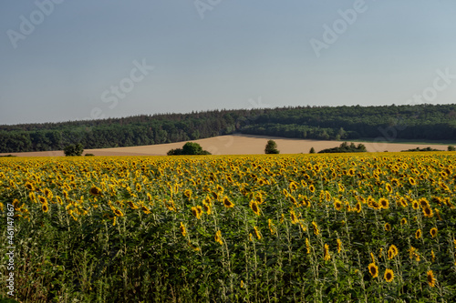 A field with sunflowers in the foreground and a wheat field in the background, forest in the distance. Farm fields and forest. Yellow sunflowers on a sunny day. Organic crop production.